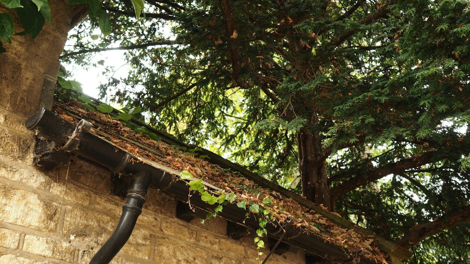 Gutter packed with leaves and debris