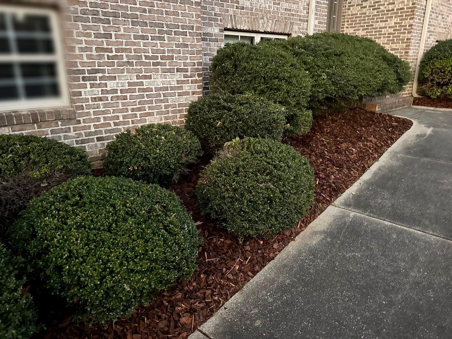 Landscape bed finished with fresh mulch around trimmed shrubs