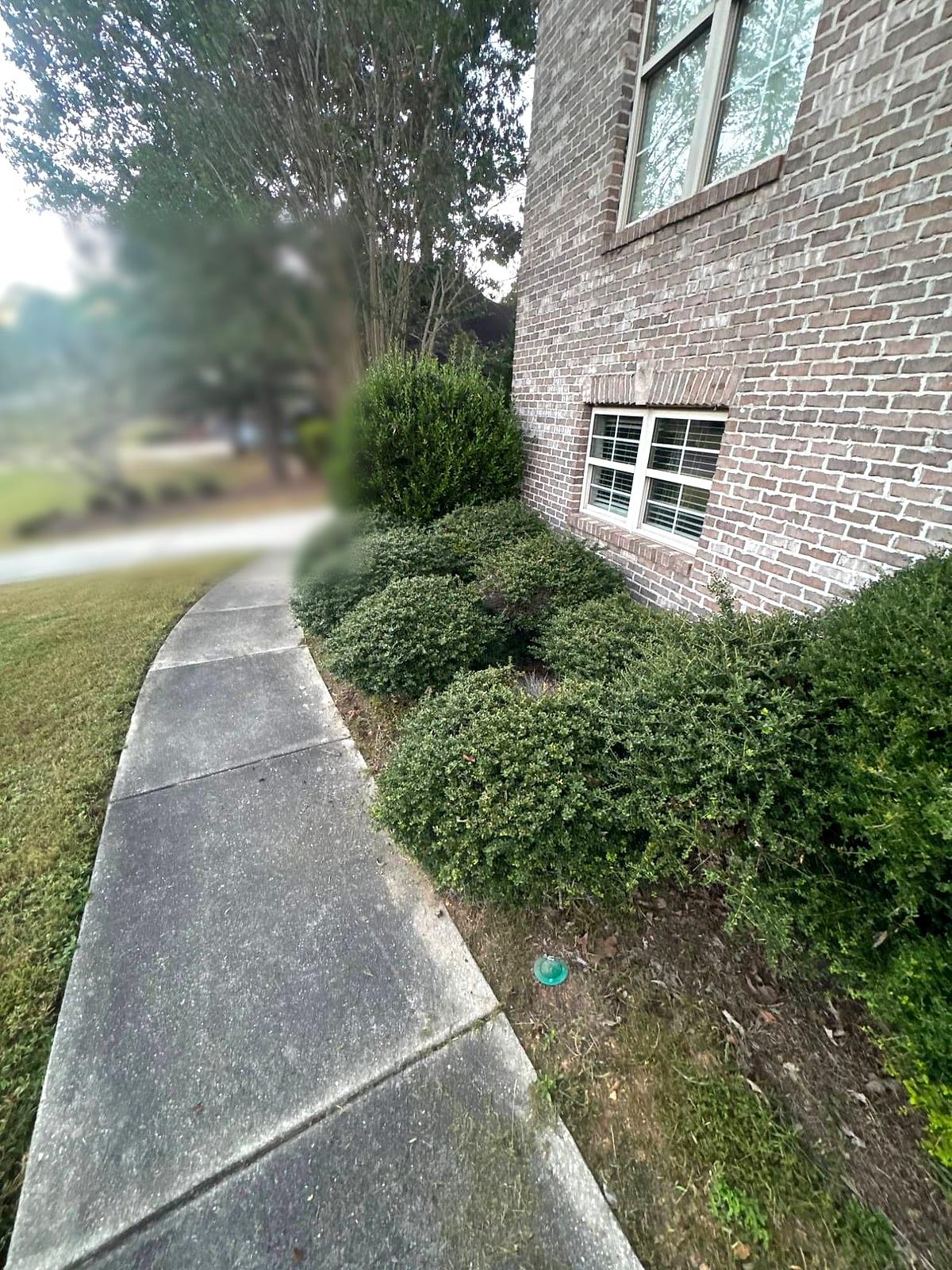 Overgrown, untrimmed shrubs and a weedy bed beside a brick home and sidewalk