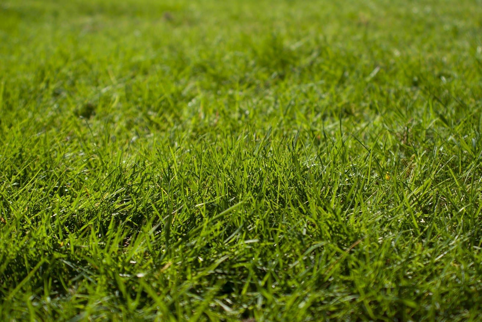 Thick, healthy green lawn