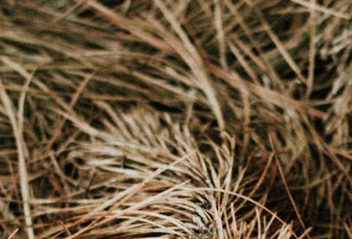 Fresh pine straw ground cover