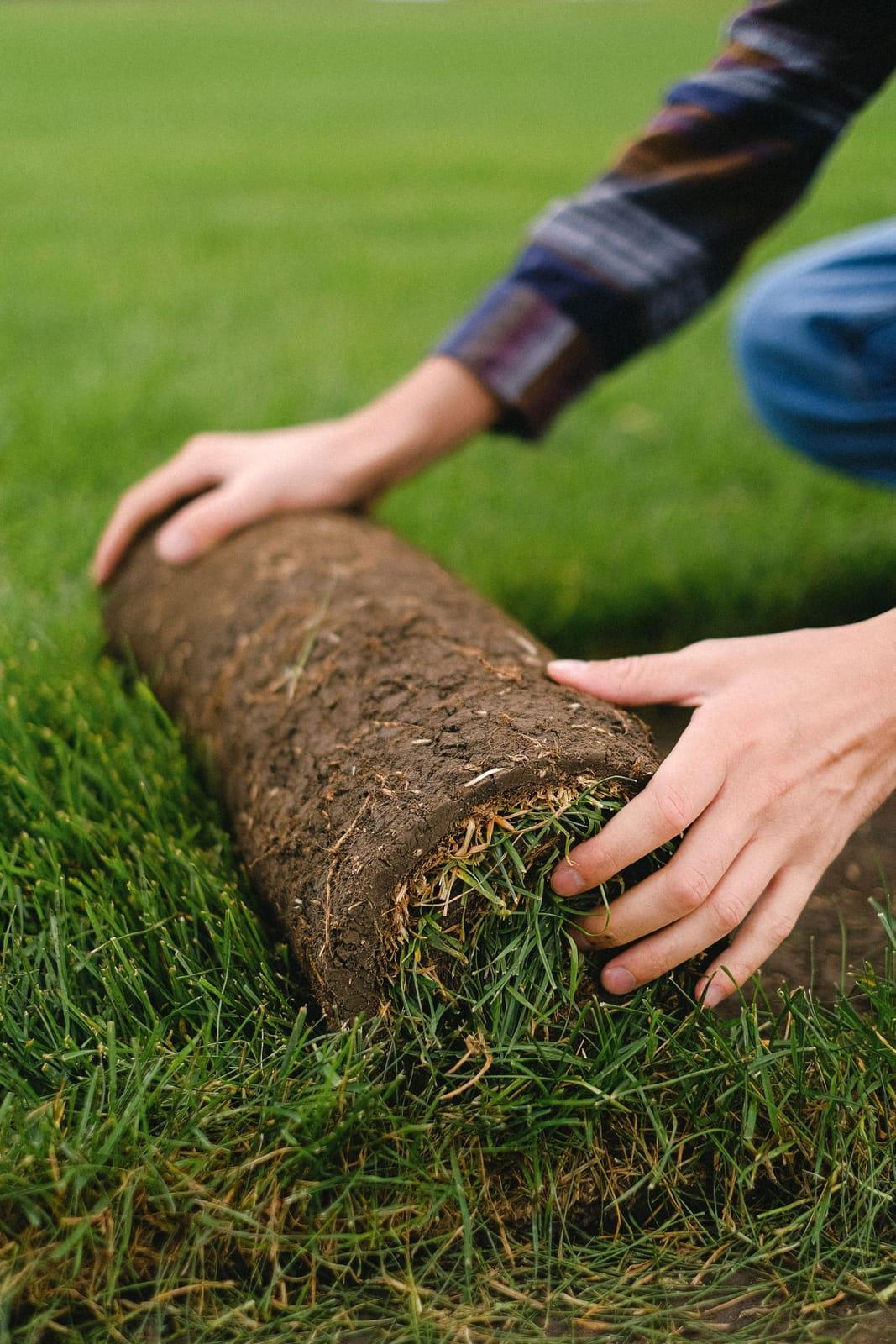 Fresh sod being rolled out onto prepared ground