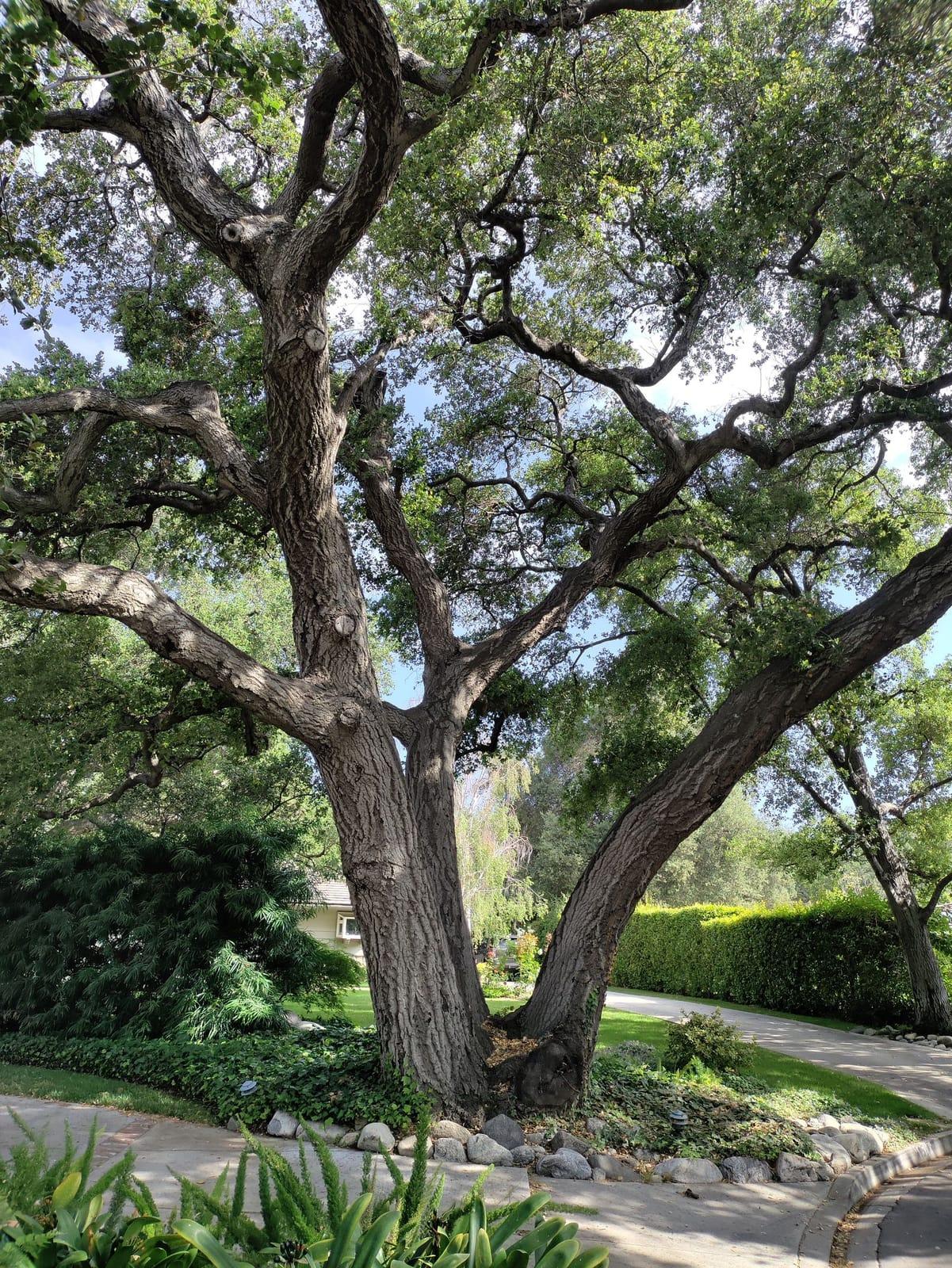 Large, healthy shade tree with a well-shaped canopy