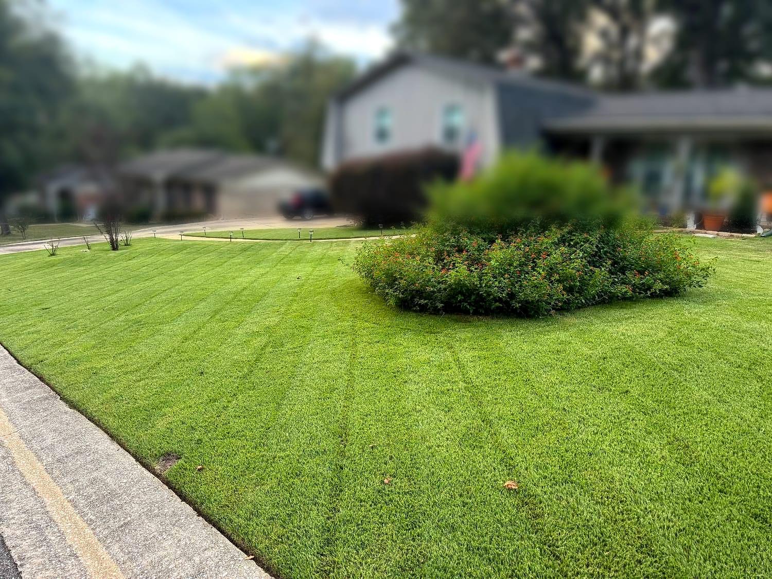 Front yard with a flowering lantana bed and freshly striped lawn